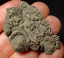 Load image into Gallery viewer, Pyrite multi-ammonite fossil Crucilobiceras (49 mm)
