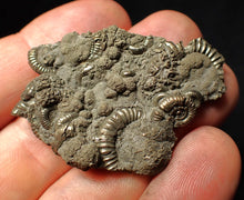 Load image into Gallery viewer, Pyrite multi-ammonite fossil Crucilobiceras (49 mm)

