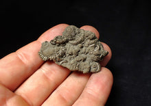 Load image into Gallery viewer, Pyrite multi-ammonite fossil Crucilobiceras (49 mm)

