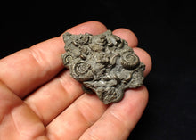 Load image into Gallery viewer, Pyrite multi-ammonite fossil Crucilobiceras (49 mm)
