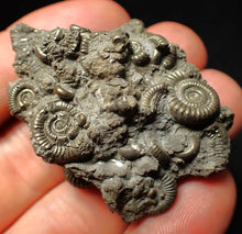 Load image into Gallery viewer, Pyrite multi-ammonite fossil Crucilobiceras (49 mm)
