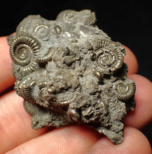 Load image into Gallery viewer, Pyrite multi-ammonite fossil Crucilobiceras (49 mm)
