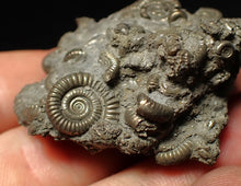 Load image into Gallery viewer, Pyrite multi-ammonite fossil Crucilobiceras (49 mm)
