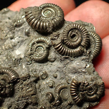Load image into Gallery viewer, Pyrite multi-ammonite fossil Crucilobiceras (49 mm)
