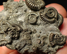 Load image into Gallery viewer, Pyrite multi-ammonite fossil Crucilobiceras (49 mm)
