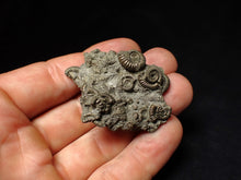 Load image into Gallery viewer, Pyrite multi-ammonite fossil Crucilobiceras (49 mm)
