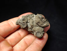Load image into Gallery viewer, Pyrite multi-ammonite fossil Crucilobiceras (48 mm)
