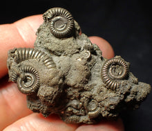 Load image into Gallery viewer, Pyrite multi-ammonite fossil Crucilobiceras (48 mm)
