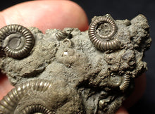 Load image into Gallery viewer, Pyrite multi-ammonite fossil Crucilobiceras (48 mm)
