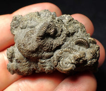 Load image into Gallery viewer, Pyrite multi-ammonite fossil Crucilobiceras (48 mm)
