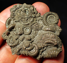 Load image into Gallery viewer, Pyrite multi-ammonite fossil Crucilobiceras (51 mm)
