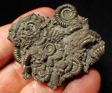 Load image into Gallery viewer, Pyrite multi-ammonite fossil Crucilobiceras (51 mm)
