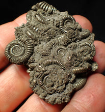 Load image into Gallery viewer, Pyrite multi-ammonite fossil Crucilobiceras (51 mm)
