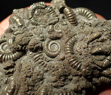 Load image into Gallery viewer, Pyrite multi-ammonite fossil Crucilobiceras (51 mm)
