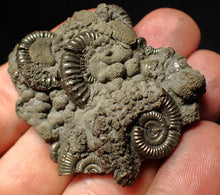 Load image into Gallery viewer, Pyrite multi-ammonite fossil Crucilobiceras (51 mm)
