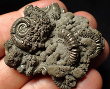 Load image into Gallery viewer, Pyrite multi-ammonite fossil Crucilobiceras (51 mm)
