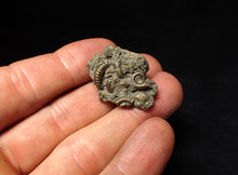Load image into Gallery viewer, Pyrite multi-ammonite fossil Crucilobiceras (29 mm)
