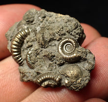 Load image into Gallery viewer, Pyrite multi-ammonite fossil Crucilobiceras (29 mm)
