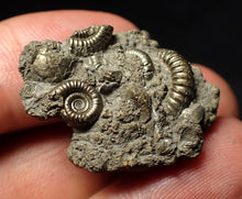 Load image into Gallery viewer, Pyrite multi-ammonite fossil Crucilobiceras (29 mm)
