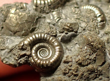 Load image into Gallery viewer, Pyrite multi-ammonite fossil Crucilobiceras (29 mm)
