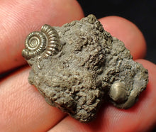 Load image into Gallery viewer, Pyrite multi-ammonite fossil Crucilobiceras (29 mm)
