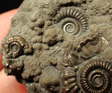 Load image into Gallery viewer, Pyrite multi-ammonite fossil Crucilobiceras (53 mm)
