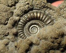 Load image into Gallery viewer, Pyrite multi-ammonite fossil Crucilobiceras (53 mm)
