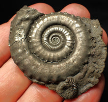 Load image into Gallery viewer, Large high-quality Crucilobiceras pyrite ammonite fossil (55 mm)
