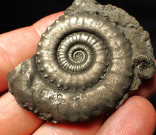 Load image into Gallery viewer, Large high-quality Crucilobiceras pyrite ammonite fossil (55 mm)
