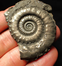 Load image into Gallery viewer, Large high-quality Crucilobiceras pyrite ammonite fossil (55 mm)
