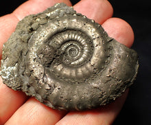 Load image into Gallery viewer, Large high-quality Crucilobiceras pyrite ammonite fossil (55 mm)
