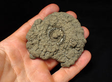 Load image into Gallery viewer, Large Crucilobiceras pyrite ammonite fossil (76 mm)
