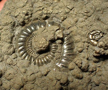 Load image into Gallery viewer, Large Crucilobiceras pyrite ammonite fossil (76 mm)
