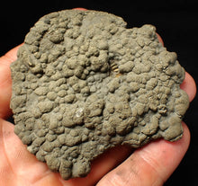 Load image into Gallery viewer, Large Crucilobiceras pyrite ammonite fossil (76 mm)
