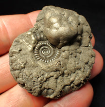 Load image into Gallery viewer, High-quality Crucilobiceras pyrite ammonite fossil (51 mm)
