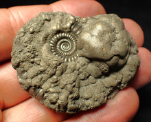 Load image into Gallery viewer, High-quality Crucilobiceras pyrite ammonite fossil (51 mm)
