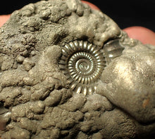 Load image into Gallery viewer, High-quality Crucilobiceras pyrite ammonite fossil (51 mm)
