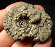 Load image into Gallery viewer, High-quality Crucilobiceras pyrite ammonite fossil (51 mm)

