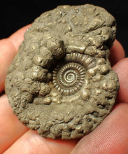 Load image into Gallery viewer, High-quality Crucilobiceras pyrite ammonite fossil (51 mm)
