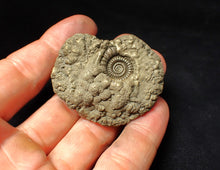 Load image into Gallery viewer, High-quality Crucilobiceras pyrite ammonite fossil (51 mm)
