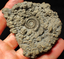 Load image into Gallery viewer, Large high-quality Crucilobiceras pyrite ammonite fossil (80 mm)
