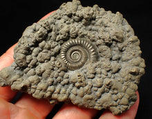 Load image into Gallery viewer, Large high-quality Crucilobiceras pyrite ammonite fossil (80 mm)
