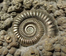 Load image into Gallery viewer, Large high-quality Crucilobiceras pyrite ammonite fossil (80 mm)
