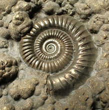 Load image into Gallery viewer, Large high-quality Crucilobiceras pyrite ammonite fossil (80 mm)
