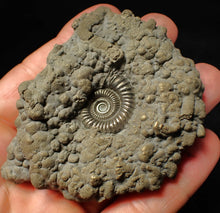 Load image into Gallery viewer, Large high-quality Crucilobiceras pyrite ammonite fossil (80 mm)
