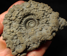 Load image into Gallery viewer, Large high-quality Crucilobiceras pyrite ammonite fossil (80 mm)
