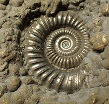 Load image into Gallery viewer, Large high-quality Crucilobiceras pyrite ammonite fossil (80 mm)
