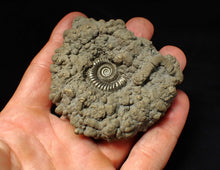 Load image into Gallery viewer, Large high-quality Crucilobiceras pyrite ammonite fossil (80 mm)

