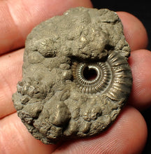 Load image into Gallery viewer, Crucilobiceras pyrite ammonite fossil (42 mm)
