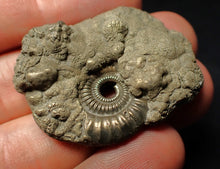 Load image into Gallery viewer, Crucilobiceras pyrite ammonite fossil (42 mm)
